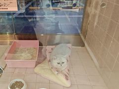 -FAELING PETS美天灵宠物(富力广场店)