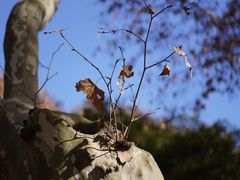 -同济大学本部学苑饮食广场