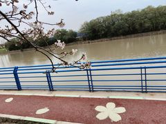 -高东镇樱花园
