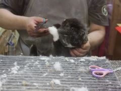 -宠物兔专门店(天丰利市场店)