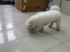 -天宠宠物医院24小时·急重症诊疗中心·全科·腔镜特色(和平分院)