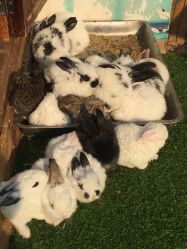 -萌宠亲子动物乐园(槐房万达店)