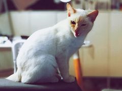 -伟伟宠物医院·CT影像中心·瑞派犬猫综合性门诊(汉口总院)