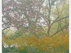 -西湖外事游船(花港观鱼码头)