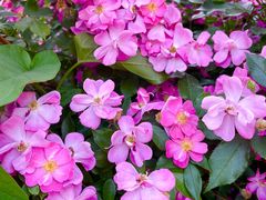 -国家植物园南园