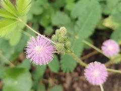 -中国科学院华南植物园