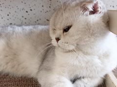 -有猫主题·治愈系猫咖(曾厝垵店)