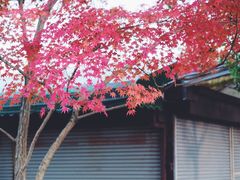 -水前寺成趣园