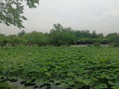 -御林古桑园