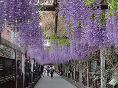-呀路古热带植物园