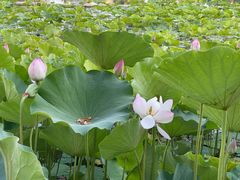 -莲花池公园