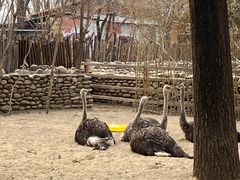 -北京野生动物园