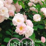 小众风光/绝美月季花墙