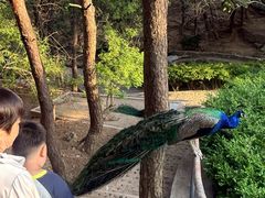 -燕塞湖鸟语林景区