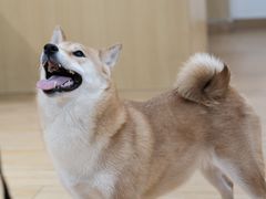 -Double Rui宠物酒店