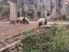 -中国大熊猫保护研究中心雅安碧峰峡基地