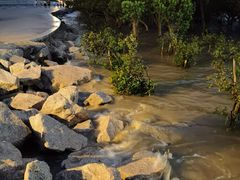-宝安西湾红树林湿地公园