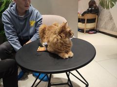 -藏猫猫咖啡主题馆(中央大道店)