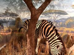 -陕西自然博物馆