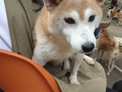 -柴犬高等学院·狗咖·柴犬售卖·宠物训练