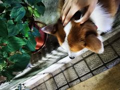 -小梁哥云吞面(黄贝岭店)