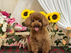 -喜洋洋宠物医院(震川路总店)