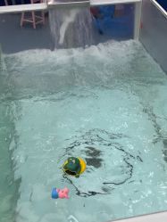 -海豚啵啵体智能游泳馆(惠山万达广场店)