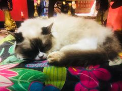 -猫色咖啡·猫咖