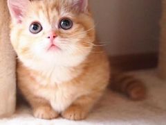 -瑞鹏宠物医院·骨科·猫科·内科(第一中心)