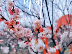 -无锡梅园公园