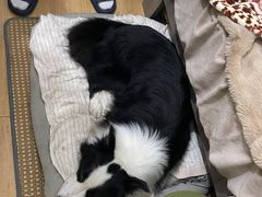 -瑞鹏宠物医院·骨科·猫科·内科(第一中心)