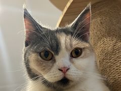 -楼上猫咖(罗湖店)