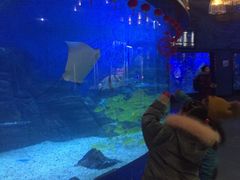 -烟台海昌鲸鲨海洋公园