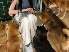 -是阿柴呀！柴犬咖啡·爱喵喵猫咖