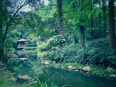 -上海共青森林公园