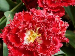 -洛阳郁金香牡丹园