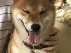 -柴犬高等学院·狗咖·柴犬售卖·宠物训练