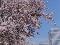 -海棠花溪(元大都城垣遗址公园)