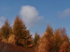 -苏木山森林公园
