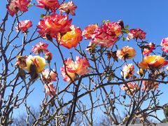 -名花谷生态庄园