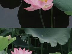 -荔湾湖公园
