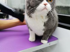 -中农国际动物医院24小时·猫科·骨科·急重症中心