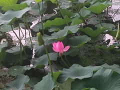 -长春市南湖公园