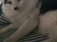 -四月宠物医院·猫专科·心脏专科·内科(转塘店)