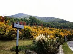 -牛首山文化旅游区