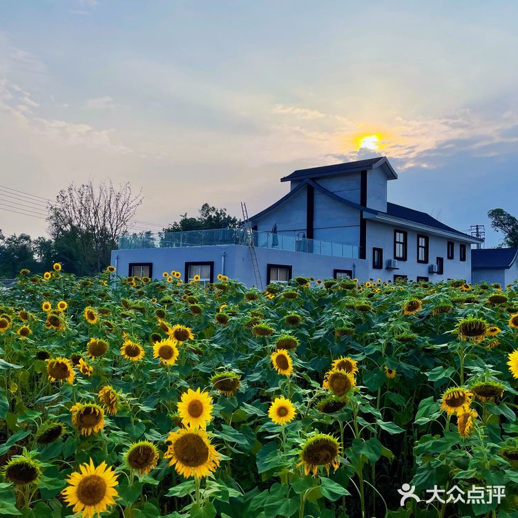 比姚明高的向日葵🌻花海