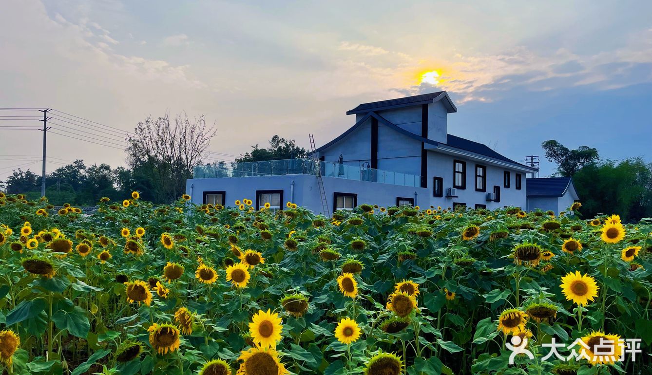 比姚明高的向日葵🌻花海