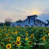 比姚明高的向日葵🌻花海
