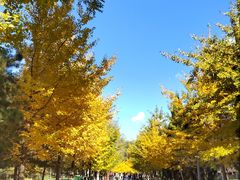 -长白岛森林公园