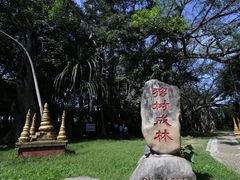 -瑞丽独树成林风景区